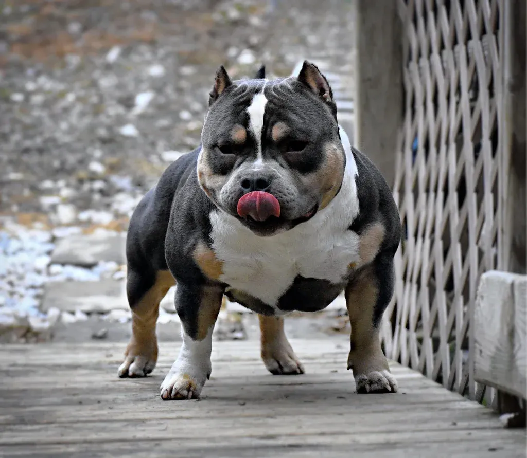 American Bully from the NMG Bullies breeding program in Florida (06)