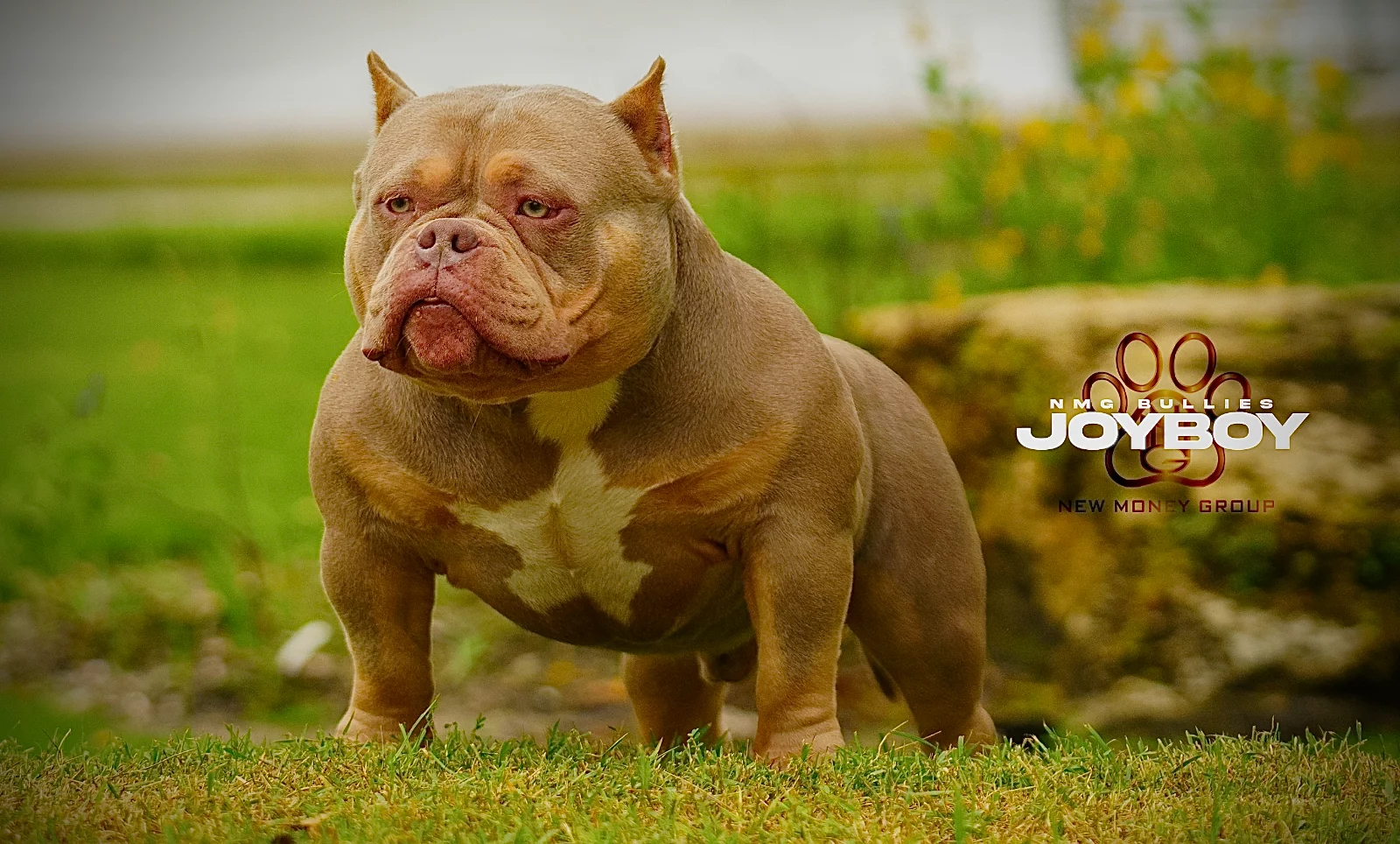 American Bully from the NMG Bullies breeding program in Florida (10)