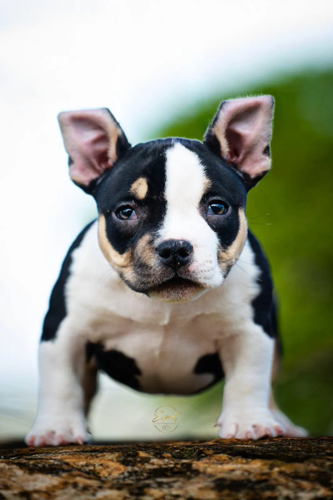 American bully female puppy sold