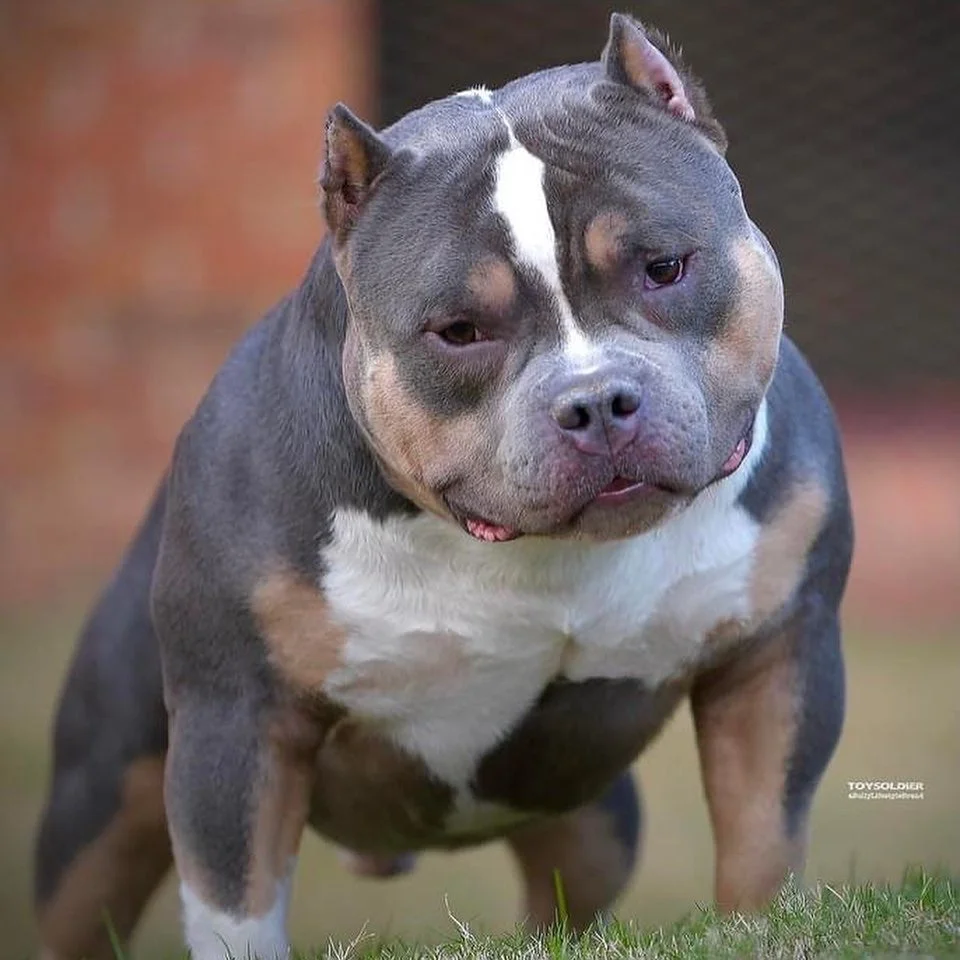 Homicide — ABKC champion stud